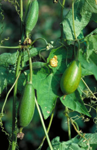 خواص خیار مصری
